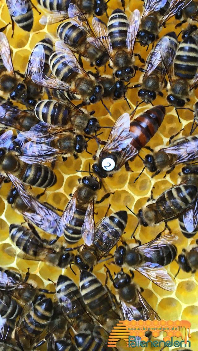 Bienenkönigin Carnica F1 2024 gezeichnet standbegattet